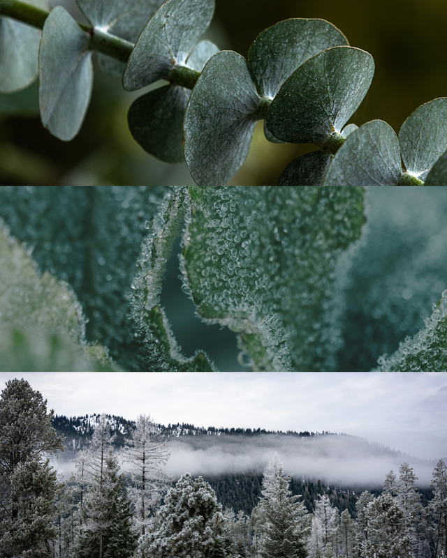 Glacial Mint