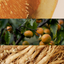 Wild Yuzu